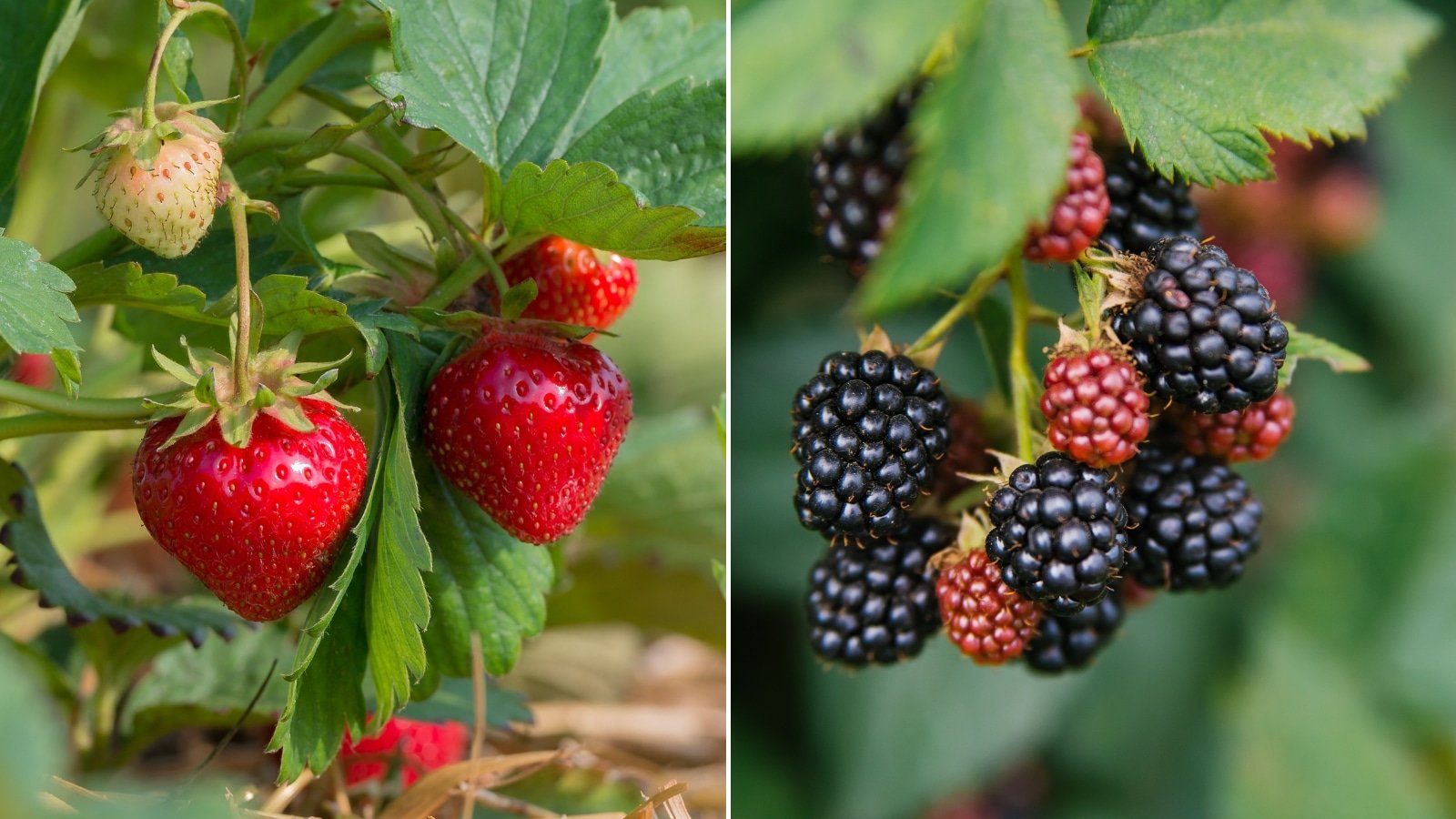 Can You Develop Strawberries with Blackberries?