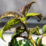 7 Frequent Bean Pests to Look For This Season