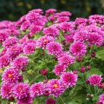 Do Chrysanthemums Present Pure Pest Administration?