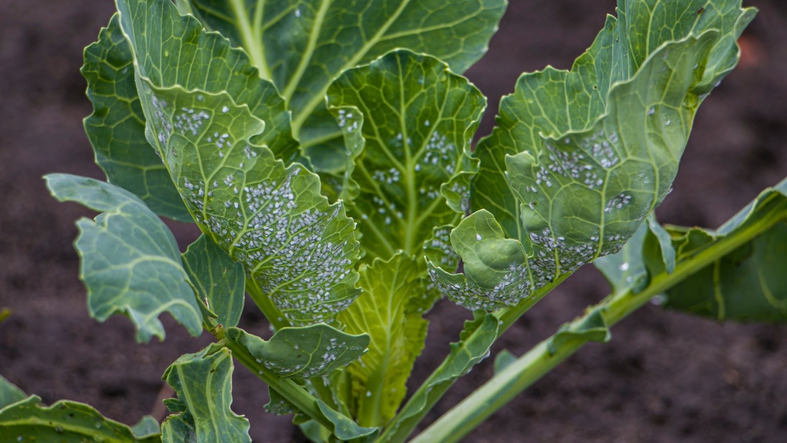 What’s Consuming My Cabbage? 15 Frequent Cabbage Pests