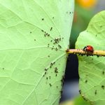 5 Distinctive Methods to Deter Pests From Your Yard