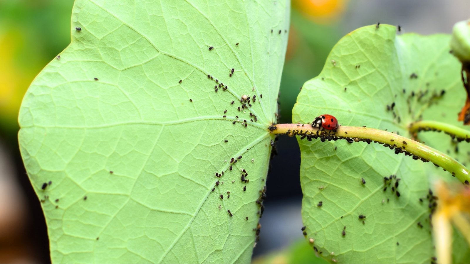 5 Distinctive Methods to Deter Pests From Your Yard