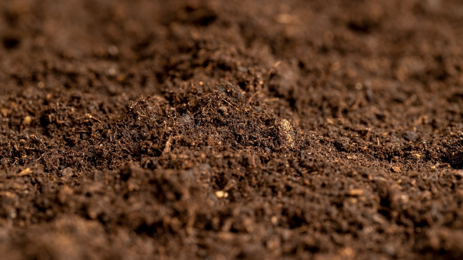 What’s Appropriately-Drained Soil? Easy methods to Assess Soil Drainage