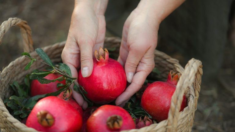 5 Indicators Your Pomegranates Are Ripe and Prepared To Harvest