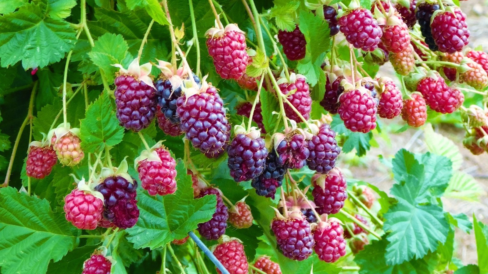 One of many easiest methods to Plant, Develop, and Cope with Marionberries