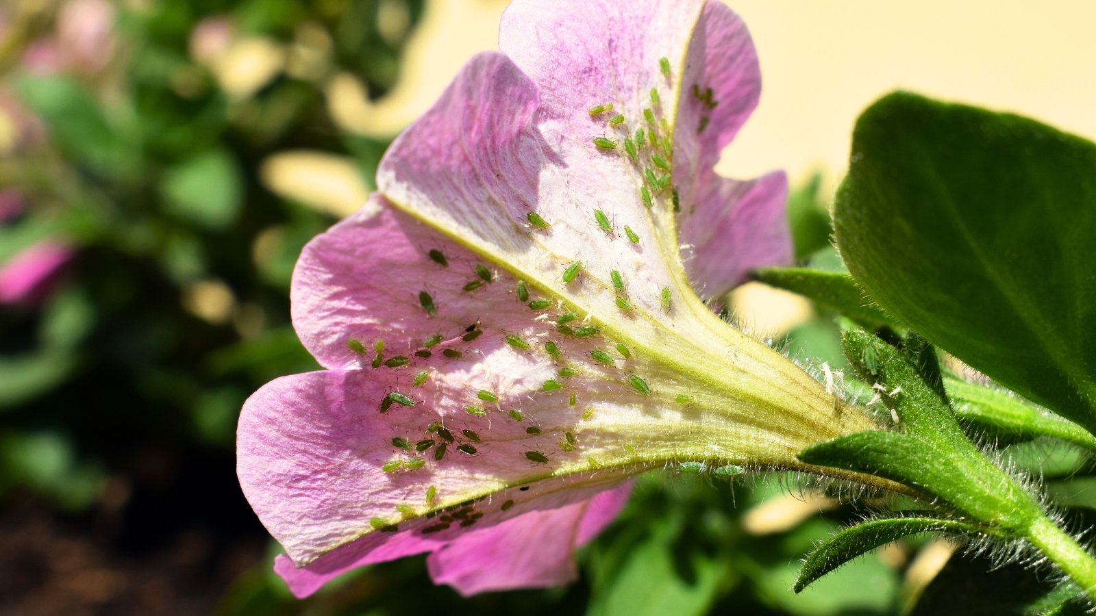 7 Petunia Pests: ID and Treatment