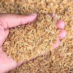 How and Why to Use Rice Hulls contained in the Yard