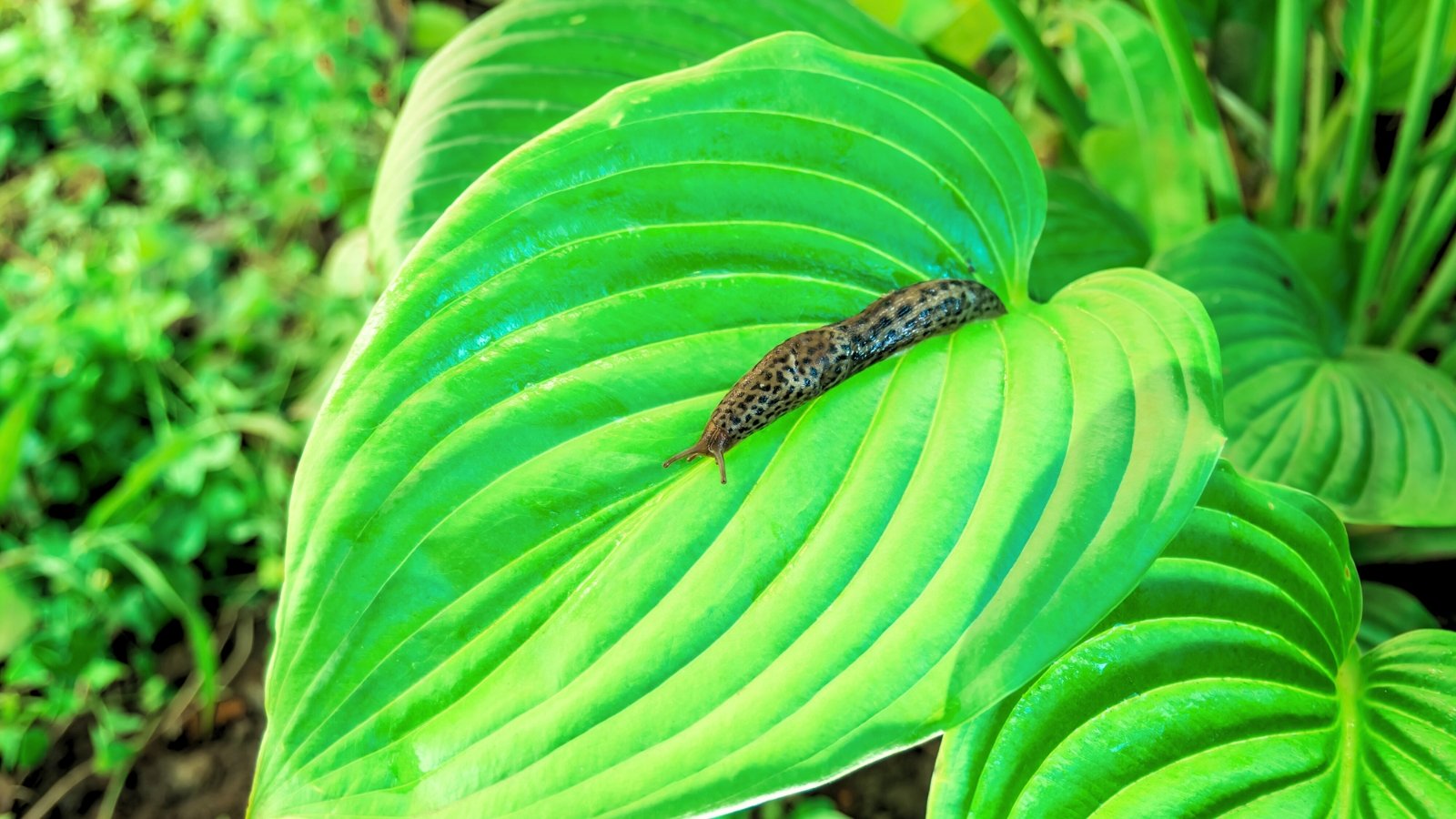 9 Methods to Hold Slugs off Your Hostas