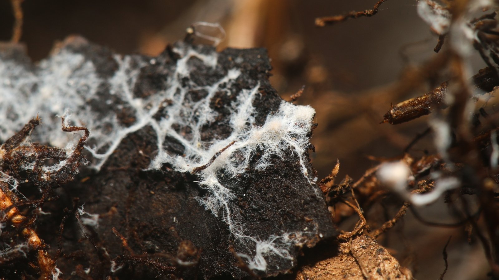 What’s Mycorrhizal Fungi? Is It Good For My Yard?