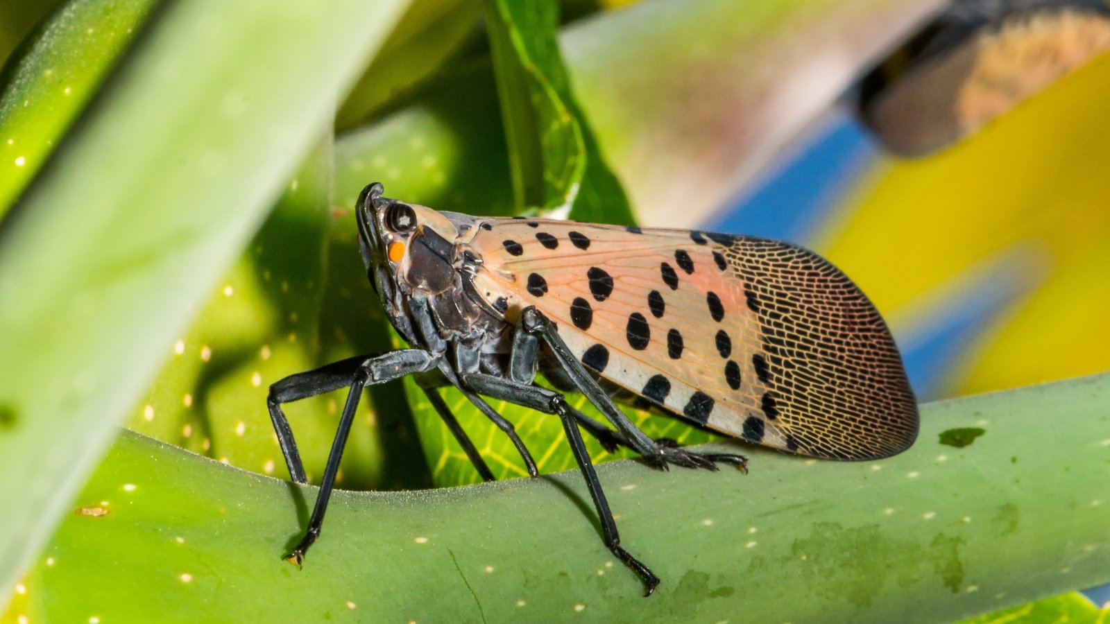 ID and Cope with Them contained in the Yard