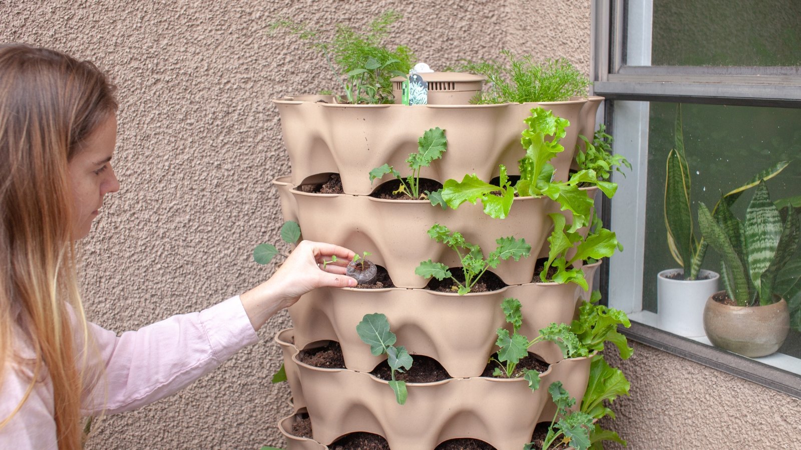 A person carefully adjusts the plants in a cream-colored vertical planter by a window, with vibrant leaves spilling out from the container’s multiple pockets and small, unripe fruits starting to form.