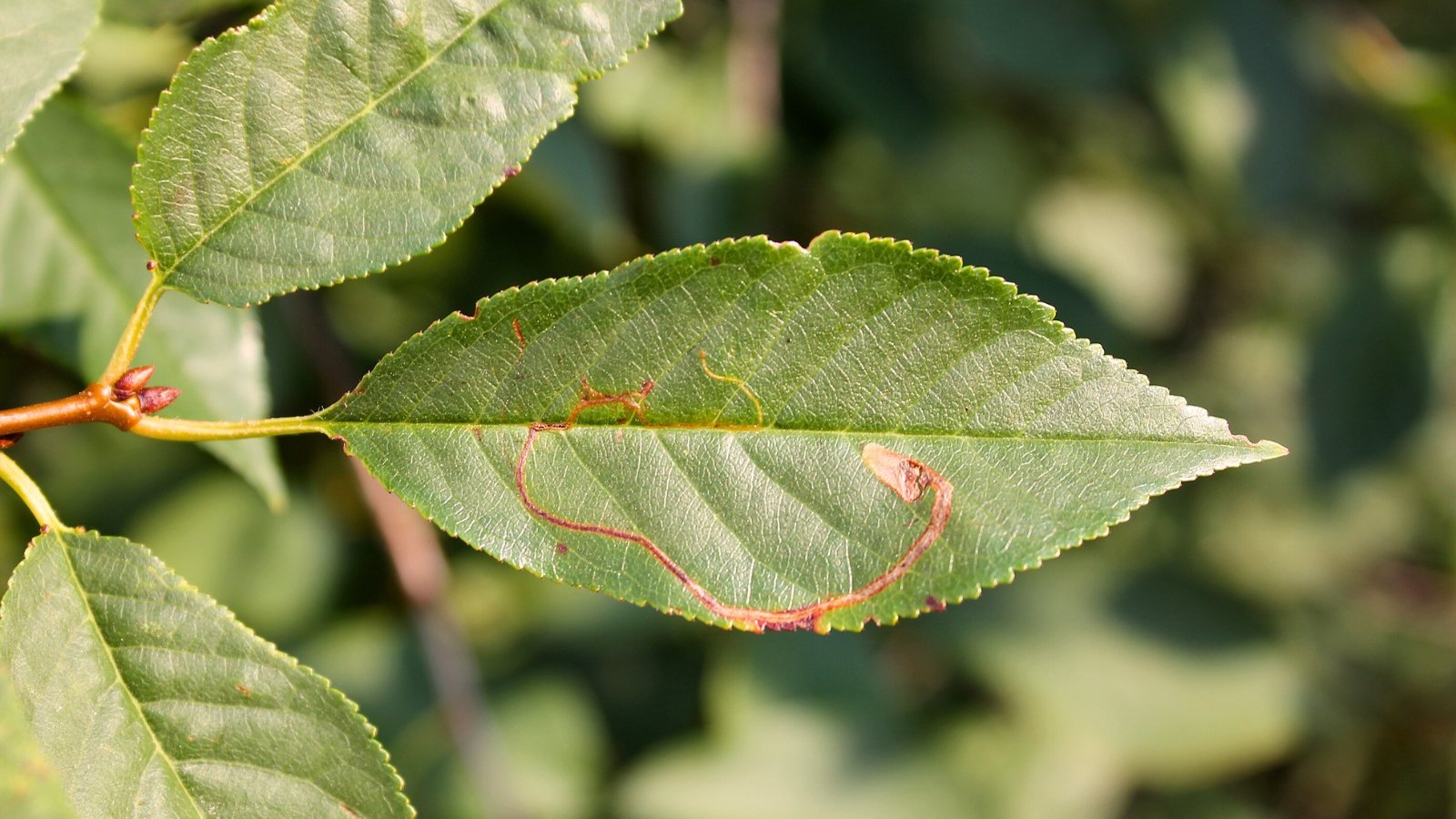 Close-up of green leaves with finely jagged edges, showing winding, serpentine trails between the veins caused by pest damage.
