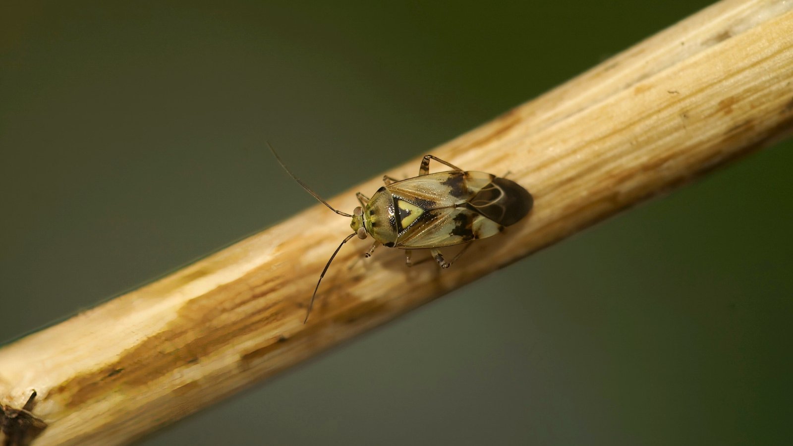 Close-up of a small, mottled brown bug with a distinctive yellow triangle marking behind its head.
