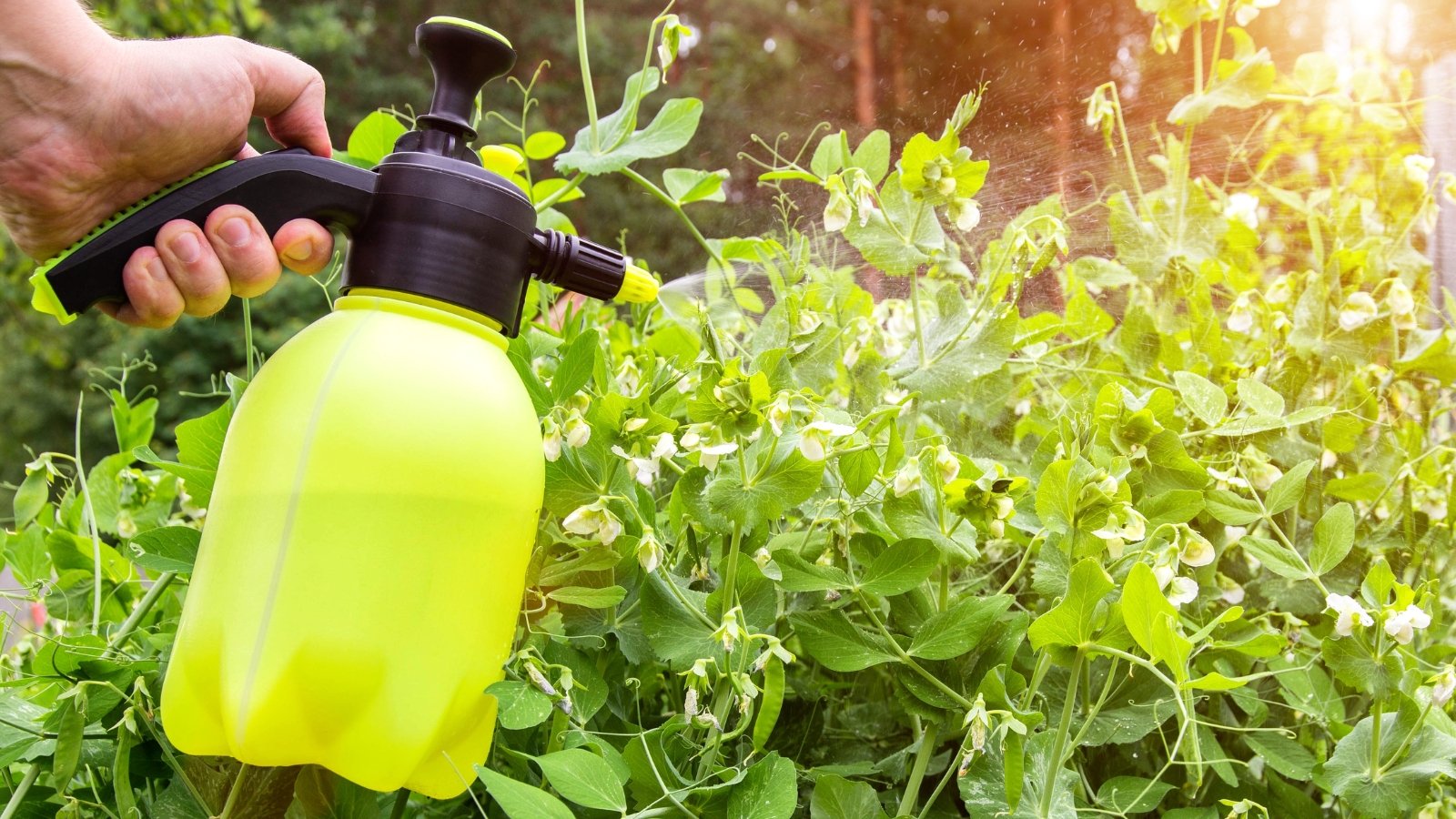 Close-up of a gardener spraying a pea plant at midday in a sunny garden using a yellow spray bottle.