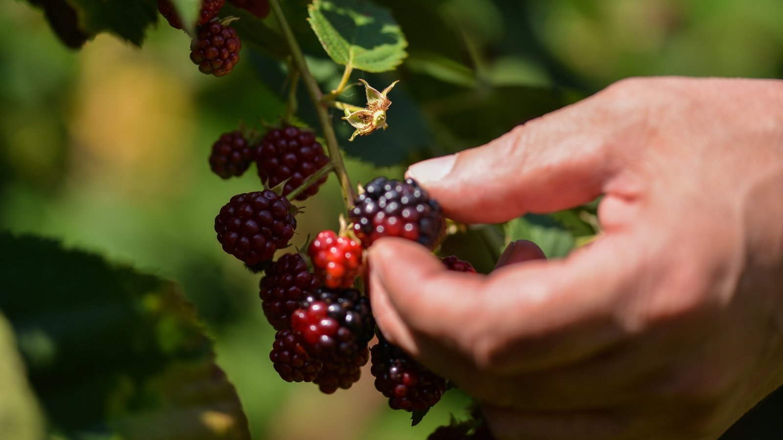 Close-up of a man's hand harvesting juicy, deep, shiny berries from a bush.