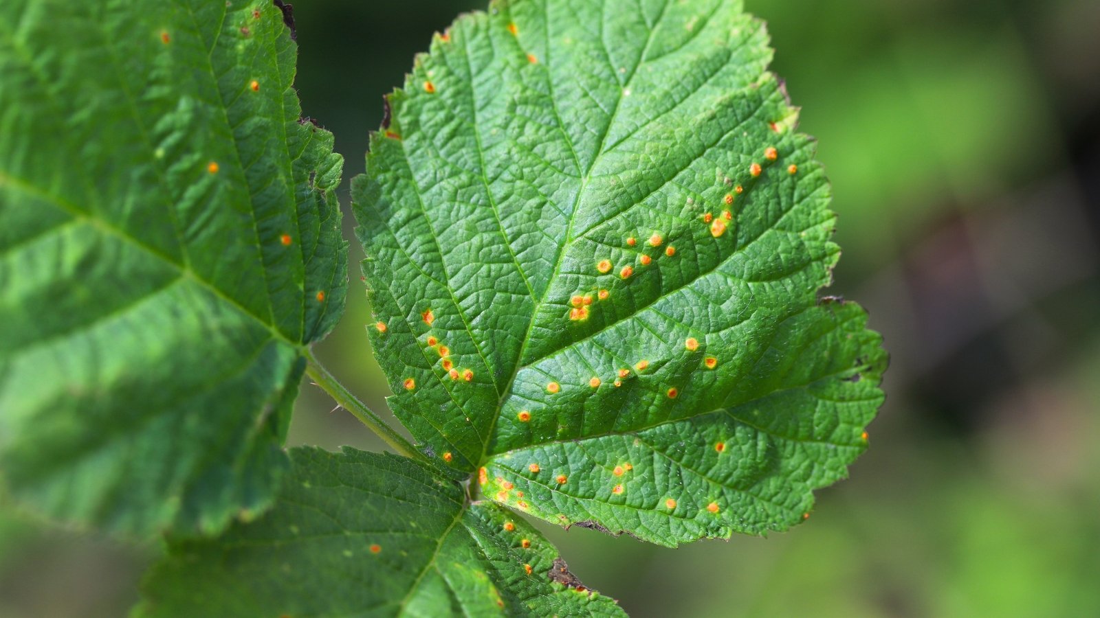 The leaves affected by orange rust develop bright orange, powdery spots on their undersides.
