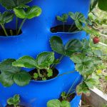 Winterize Your GreenStalk Strawberry Yard: X Ideas