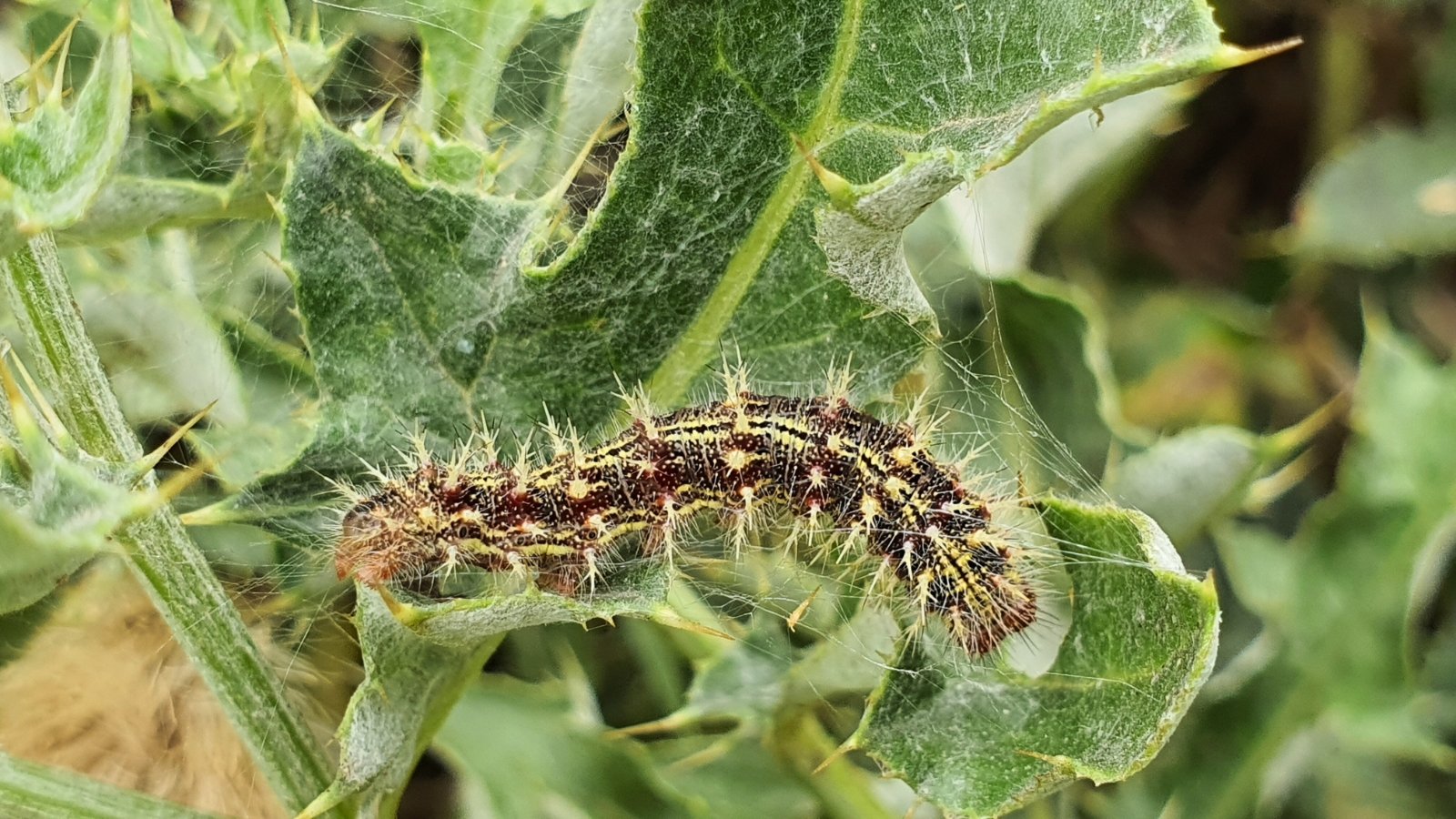 The caterpillar is small, with a spiky black body adorned with fine white spots and orange stripes along its length.
