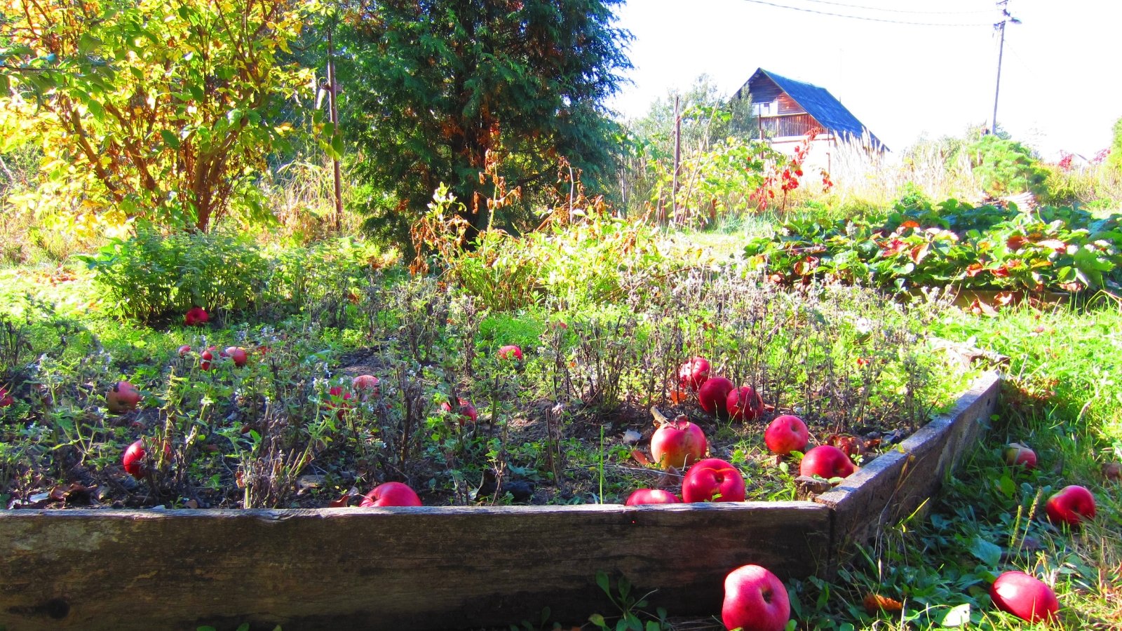 Develop Fruit Bushes in Raised Beds: A Step-by-Step Data