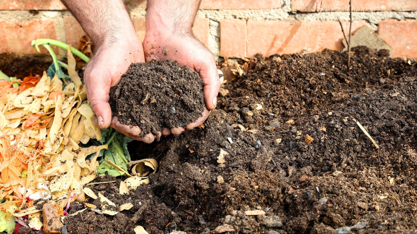 Male hands holding fresh, finely sifted compost soil with a rich, dark texture above a larger compost pile in a garden setting.
