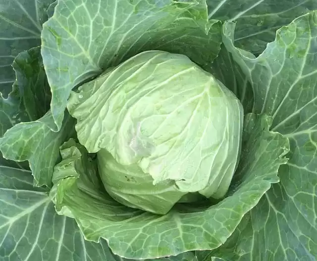 Turn your cabbage into a delicious and probiotic naturally fermented sauerkraut with these easy instructions. | Homestead Honey