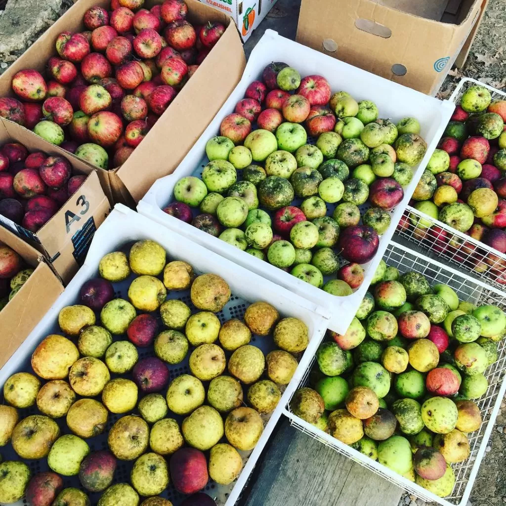 best apple varieties for root cellaring