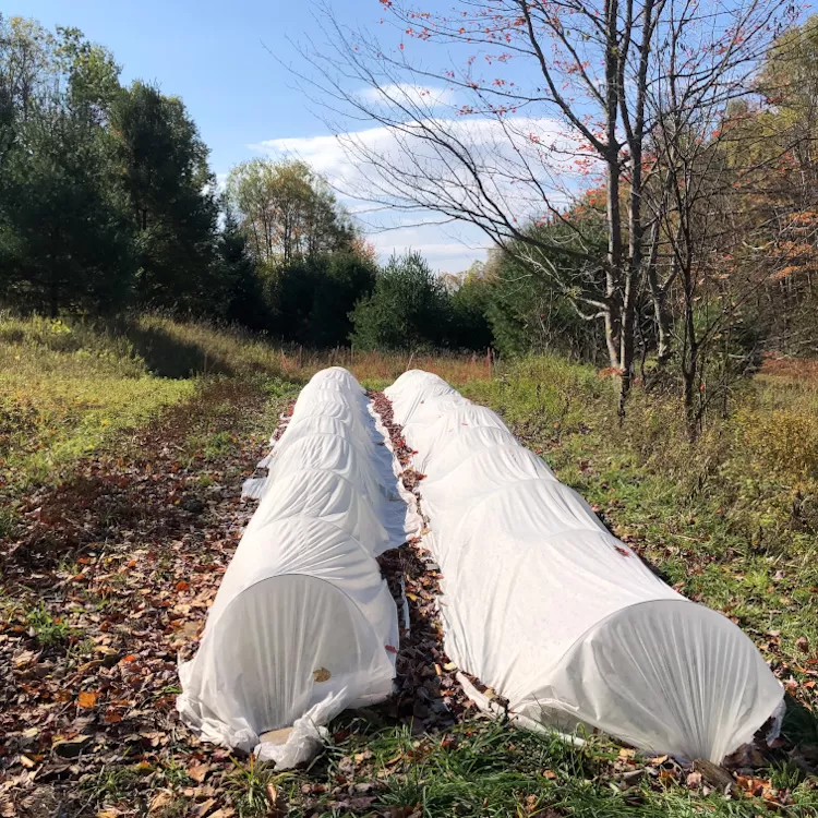 Garden beds are covered in row cover to protect plants from frost.