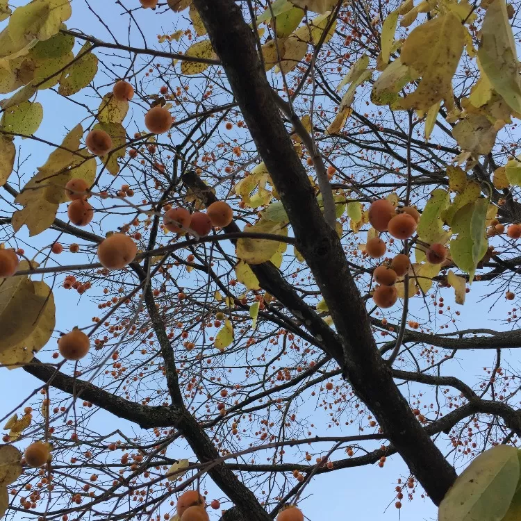 native persimmon fruit growing in Missouri