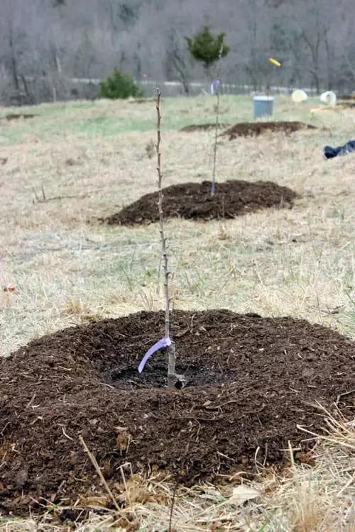 How to plant fruit trees