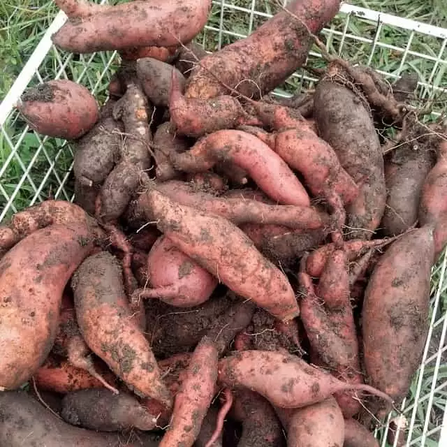 Sweet potatoes, ready for storage | Homestead Honey