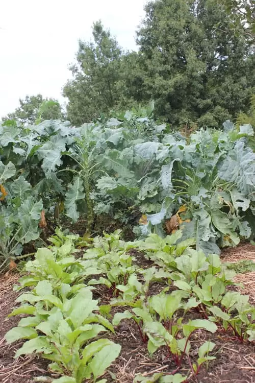 Beets will be harvested in fall and stored in the root cellar for winter eating. | Homestead Honey