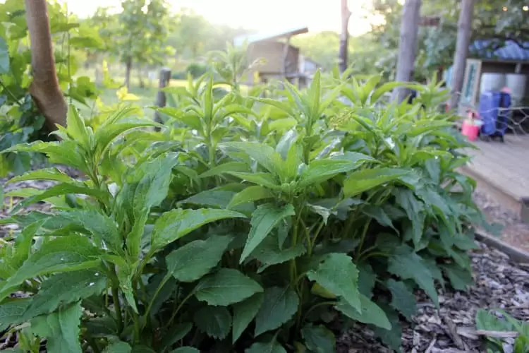 Echinacea is not only a well-known immune booster, but it is a gorgeous plant with showy flowers, perfect for a dual purpose flower-herb garden