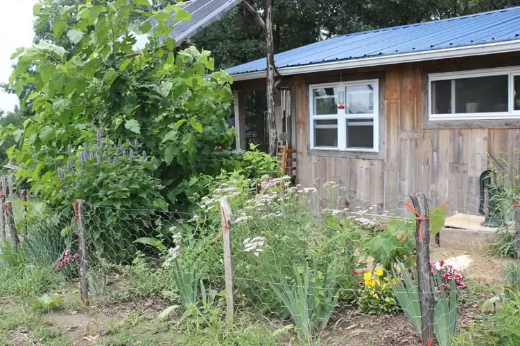 A mulberry tree is part of our native edibles food forest. | Homestead Honey