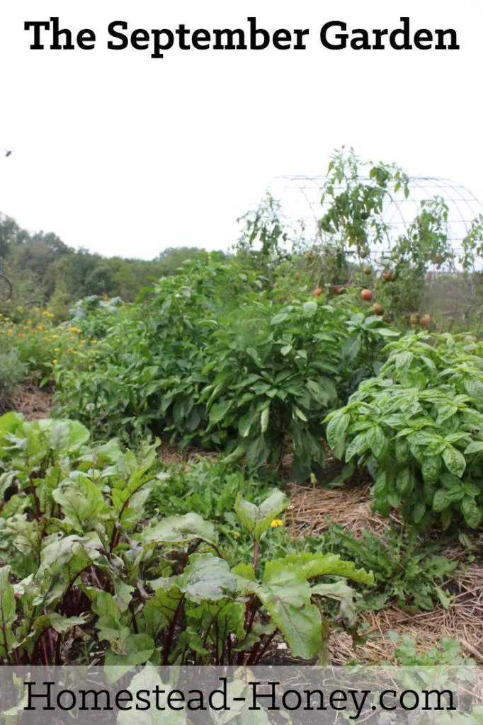 Take a tour of my September Garden - a mix of glorious bounty and total crop failures, fall crops and prepping for winter. | Homestead Honey