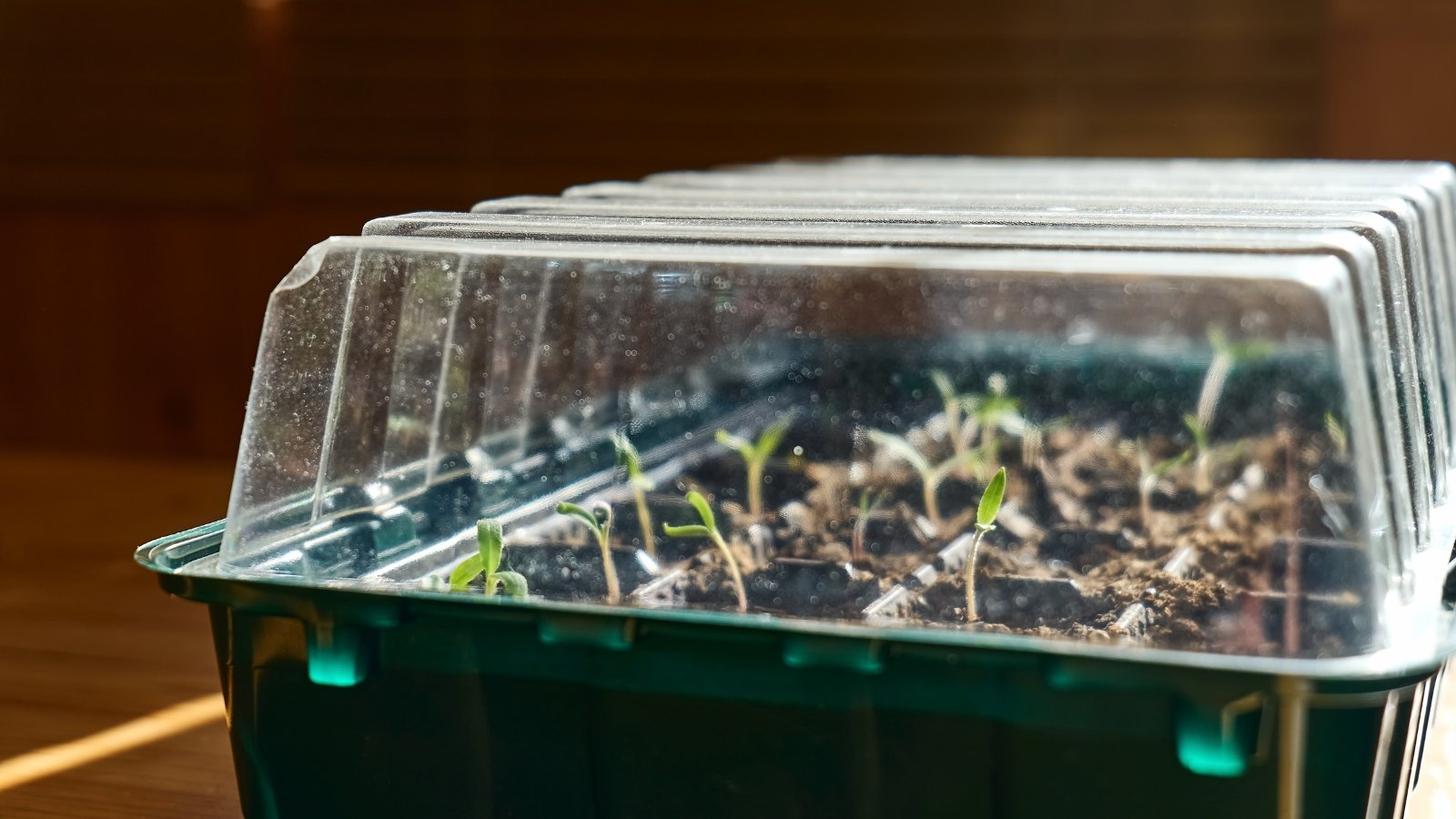 Tiny green sprouts growing in square compartments filled with dark material under a clear plastic lid.