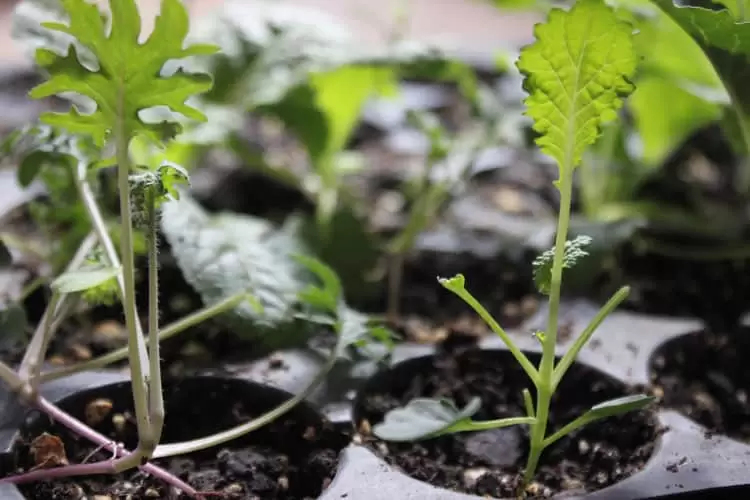 Kale seedlings 