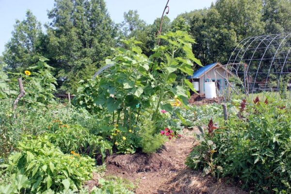 7 Strategies to Develop Additional Meals in A lot much less Space with Succession Planting