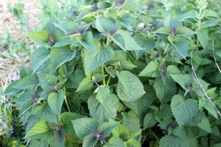 Anise Hyssop plant