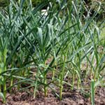 Hardneck vs. Softneck Garlic: The Variations You Should Know