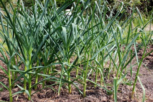 Hardneck vs. Softneck Garlic: The Variations You Should Know