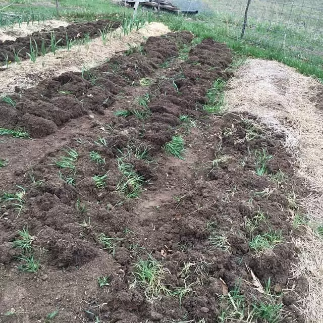 A winter rye is a great cover crop for your garden - it will add fertility and keep the ground covered to reduce soil erosion. | Homestead Honey