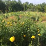 The Remaining Plant and Overlook Yard Experiment