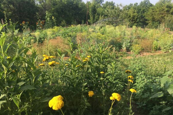 The Remaining Plant and Overlook Yard Experiment