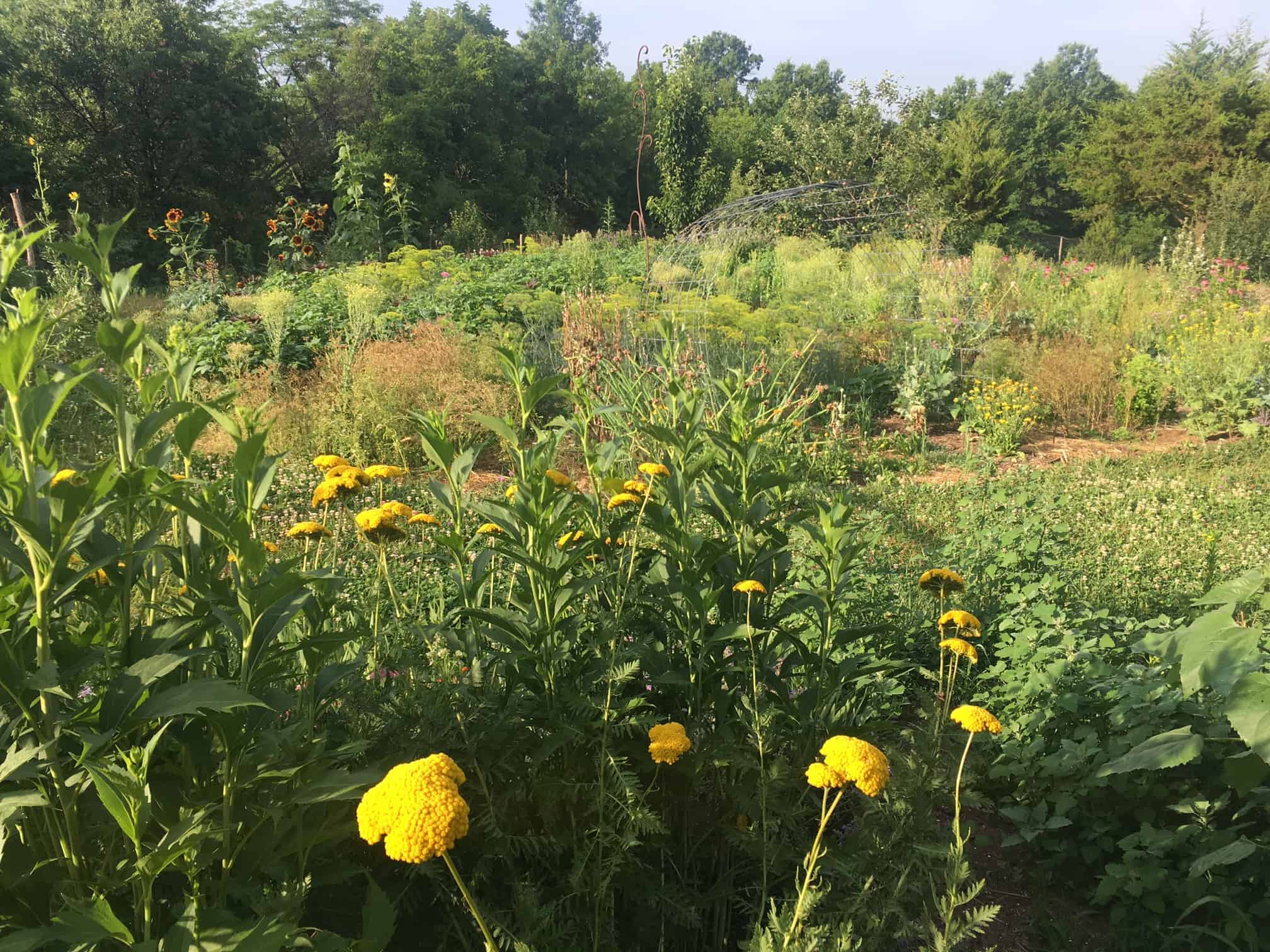 The Remaining Plant and Overlook Yard Experiment