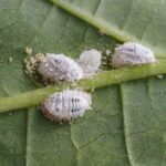 7 Houseplant Pests You Should Take a look at For in December