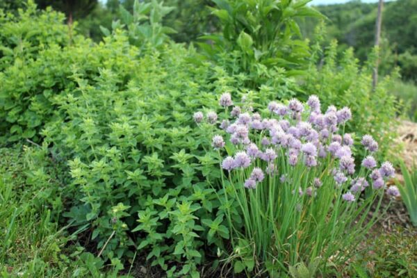 Simple to Develop Herbs in your Homestead Medicinal Herb Yard