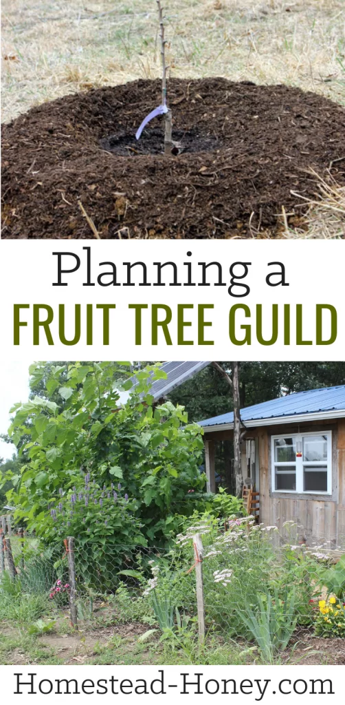 Planning a fruit tree guild takes a bit of advance planning, but the long-term benefits to your food forest will be well worth the effort. Not only will you enhance the health of your orchard, but you will develop a diverse and gorgeous landscape. | Homestead Honey