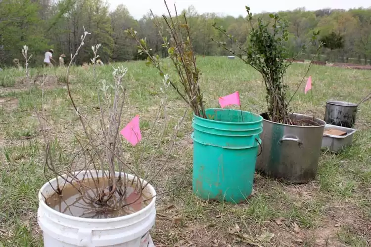 Bare root native edibles ready to plant in our native food forest