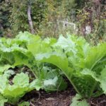 Planning and Planting a Root Cellar Yard