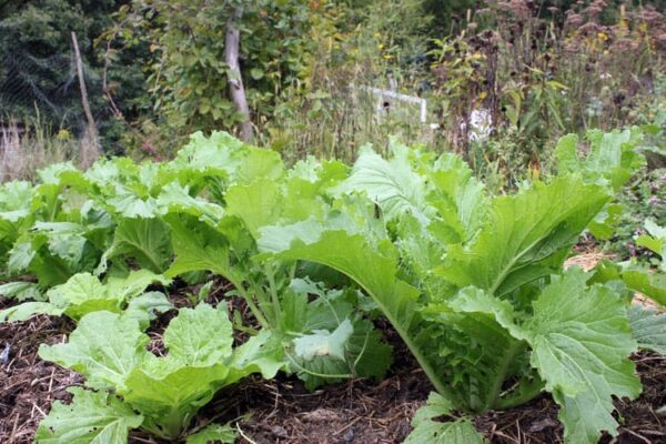 Planning and Planting a Root Cellar Yard